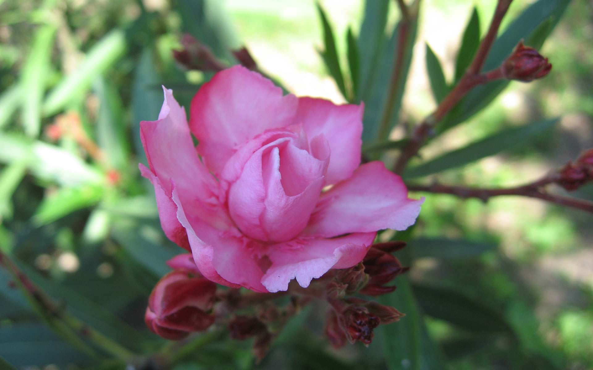 HD Flower Wallpaper Rose