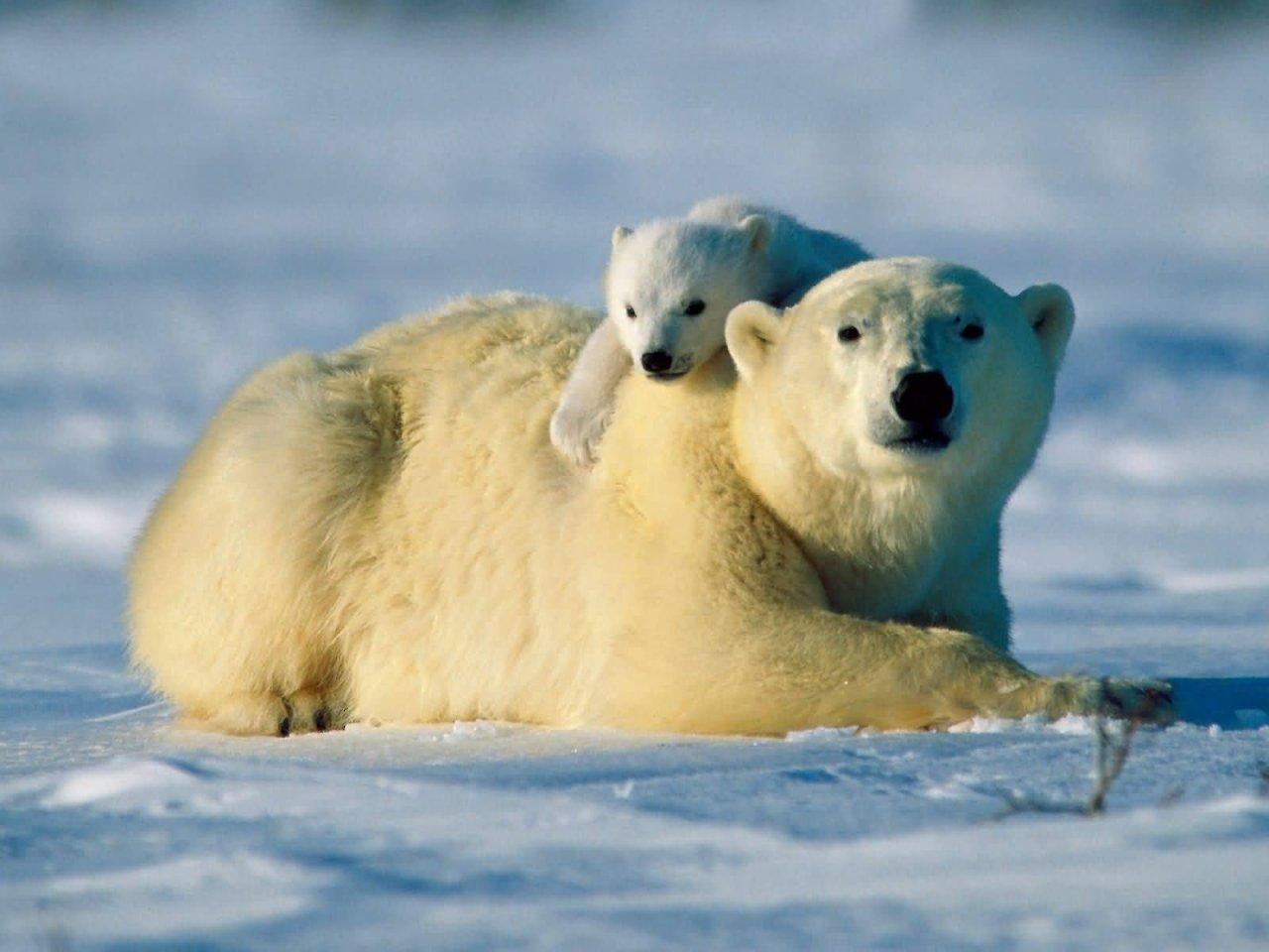 Polar Bears Facts Eat Baby Population Endangered Attack Global