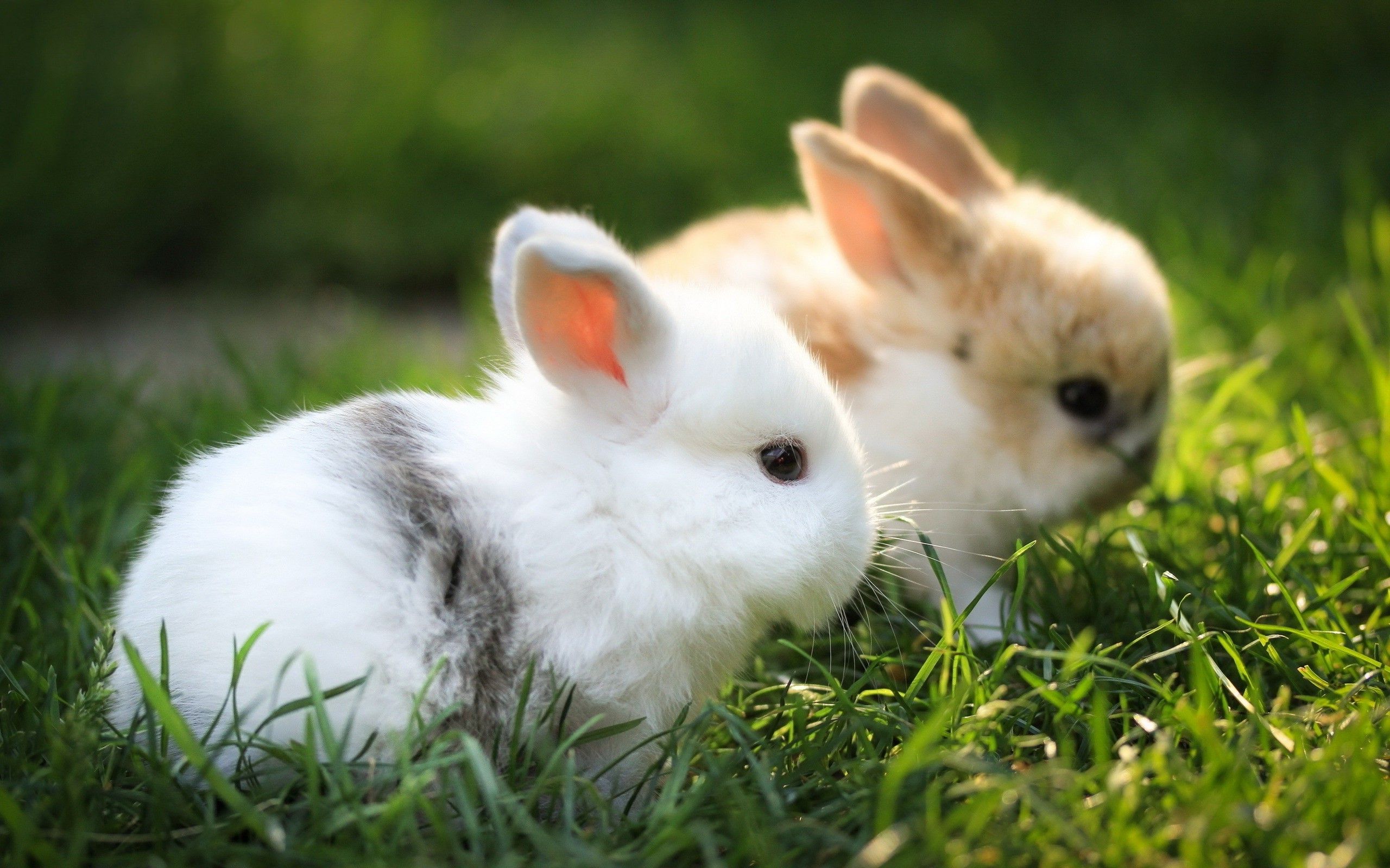 Cute White Rabbits Wallpapers Cute White Rabbits Wallpapers