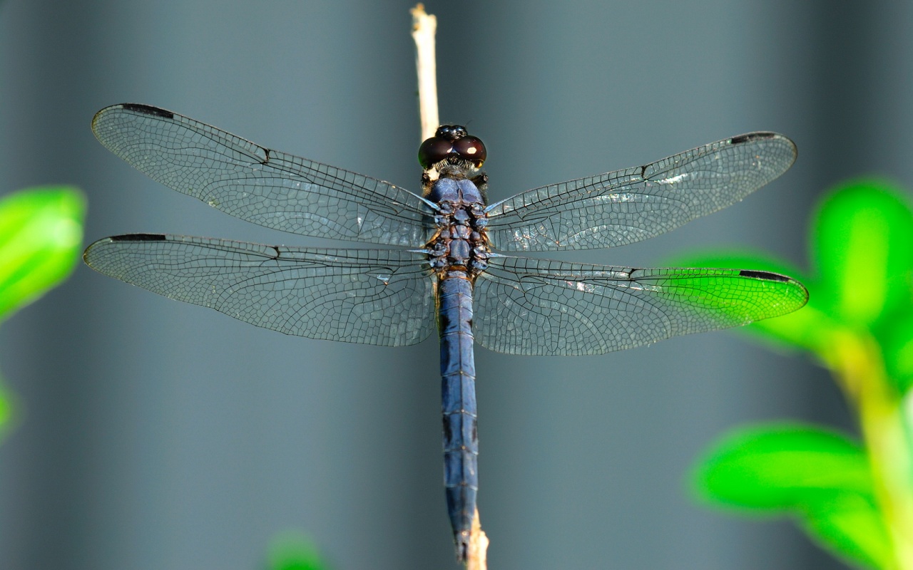 Dragonfly On A Stick Desktop Pc And Mac Wallpaper