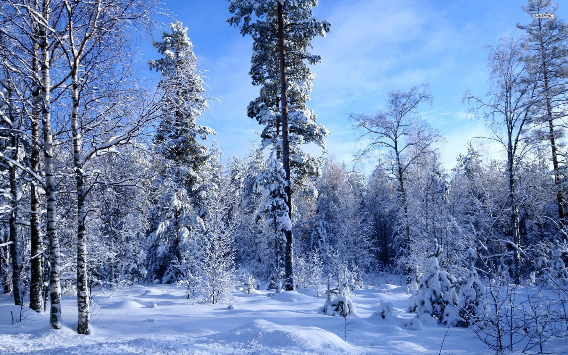 Snow Forest Wallpaper Nature