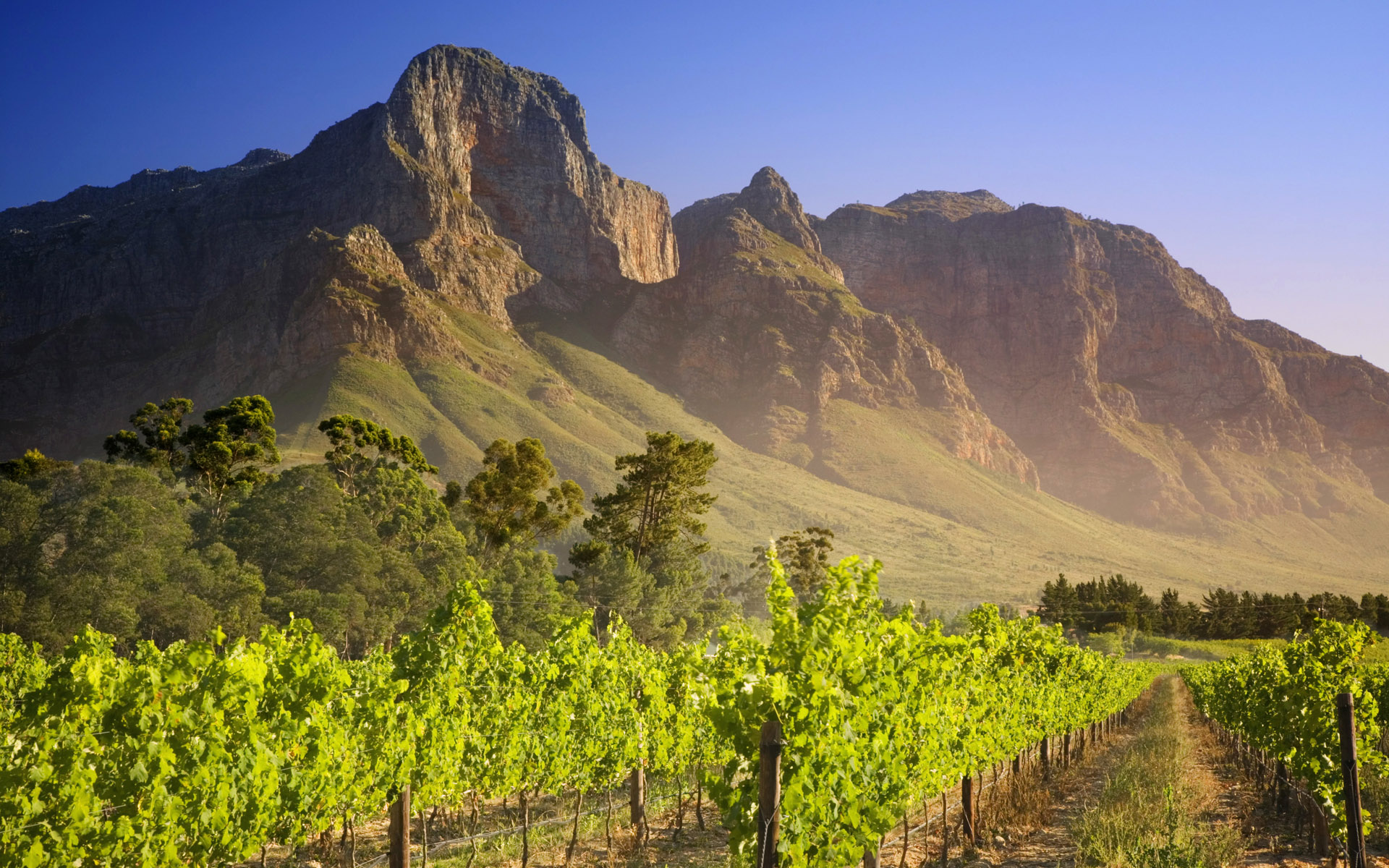  Free Download Vineyard In Franschhoek South Africa Wallpaper By 