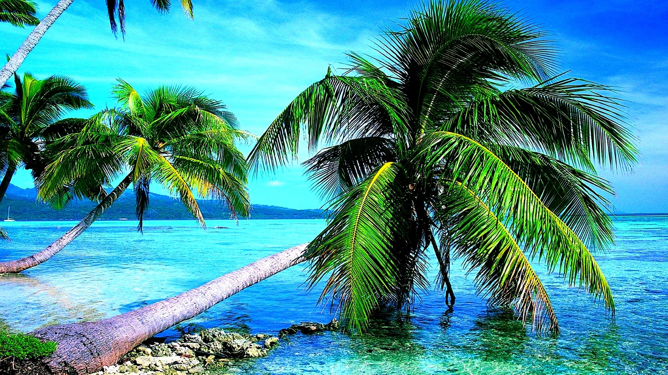 Palm Tree Wallpaper For Puter