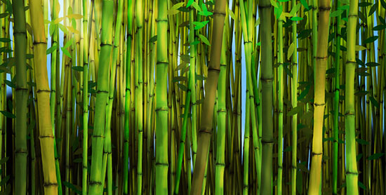 Bamboo Murals Beautiful Forest Wallpaper Patterns