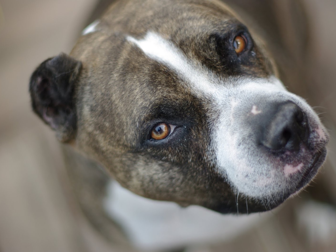 Desktop Wallpaper Animals Dogs Pitbull Smart Look
