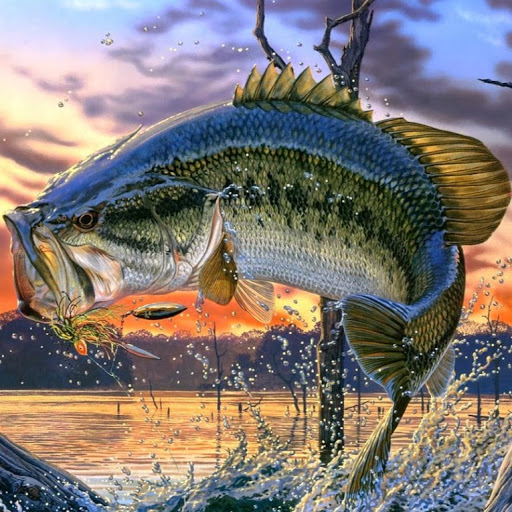 HD bass fishing wallpapers  Peakpx