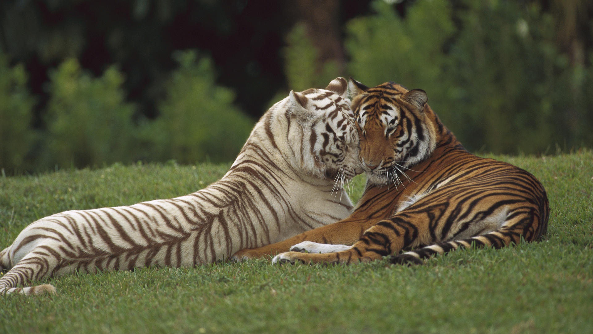 White Tiger Wallpaper Desktop 8 image and save image as click save