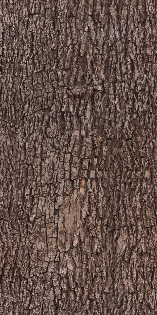 Tree Bark Texture Pattern By Ivangraphics