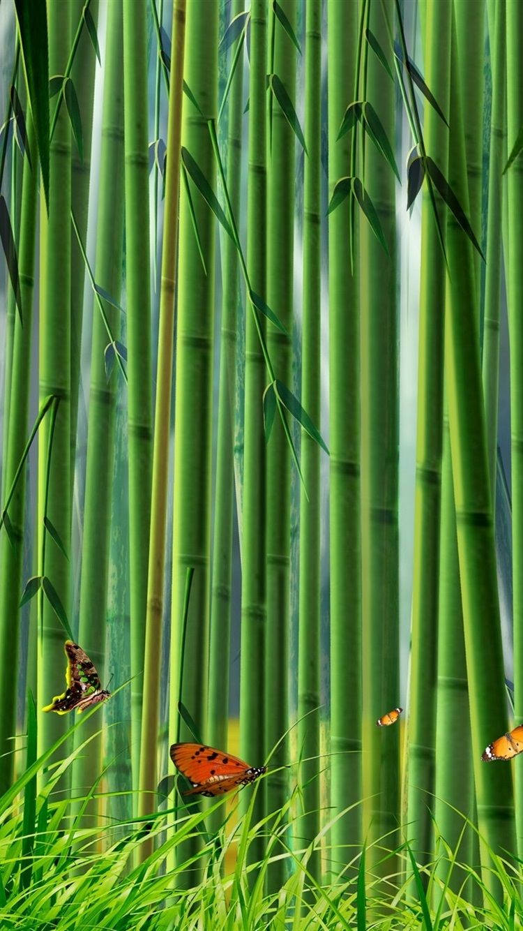 Top Bamboo Forest iPhone Wallpaper Full HD 4k To Use