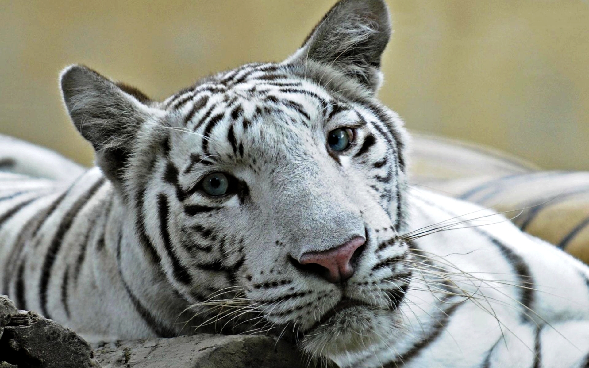 Liger White Tiger Lions Tigers Wallpaper