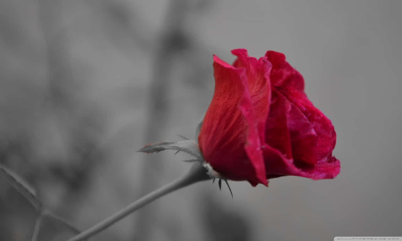 Rose X Wallpaper