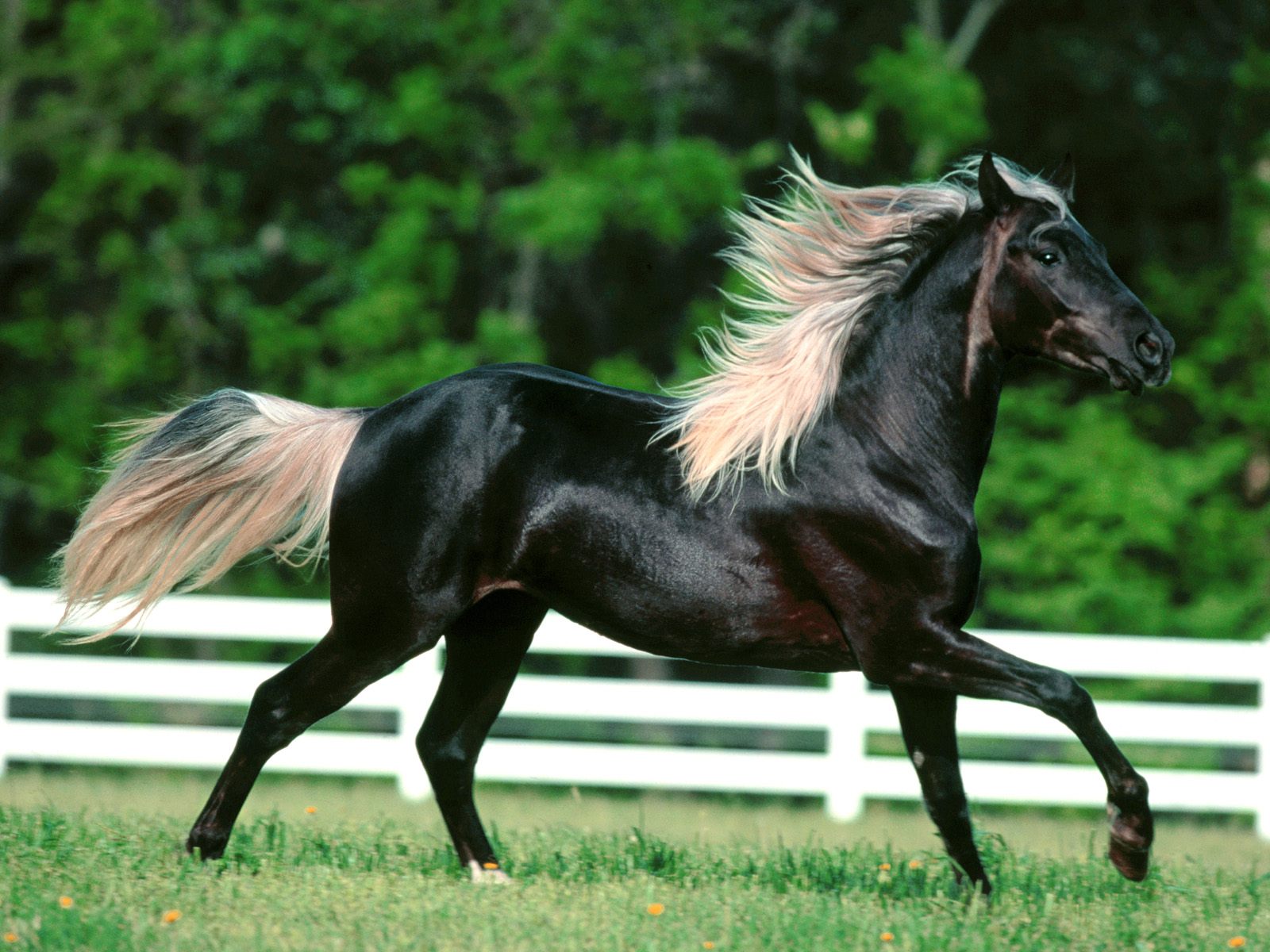 Beautiful black horse galloping on this desktop wallpaper