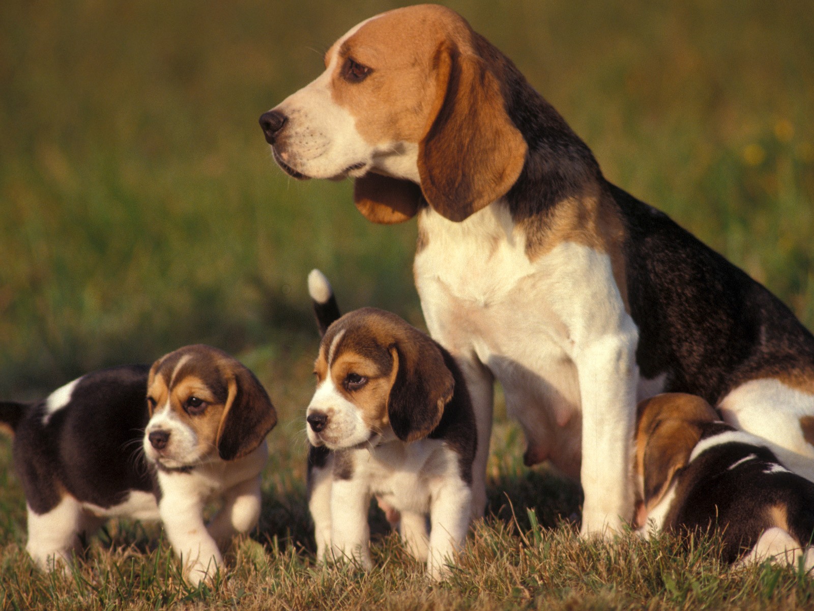 Beagle Puppies Wallpaper Dog Breeds Picture