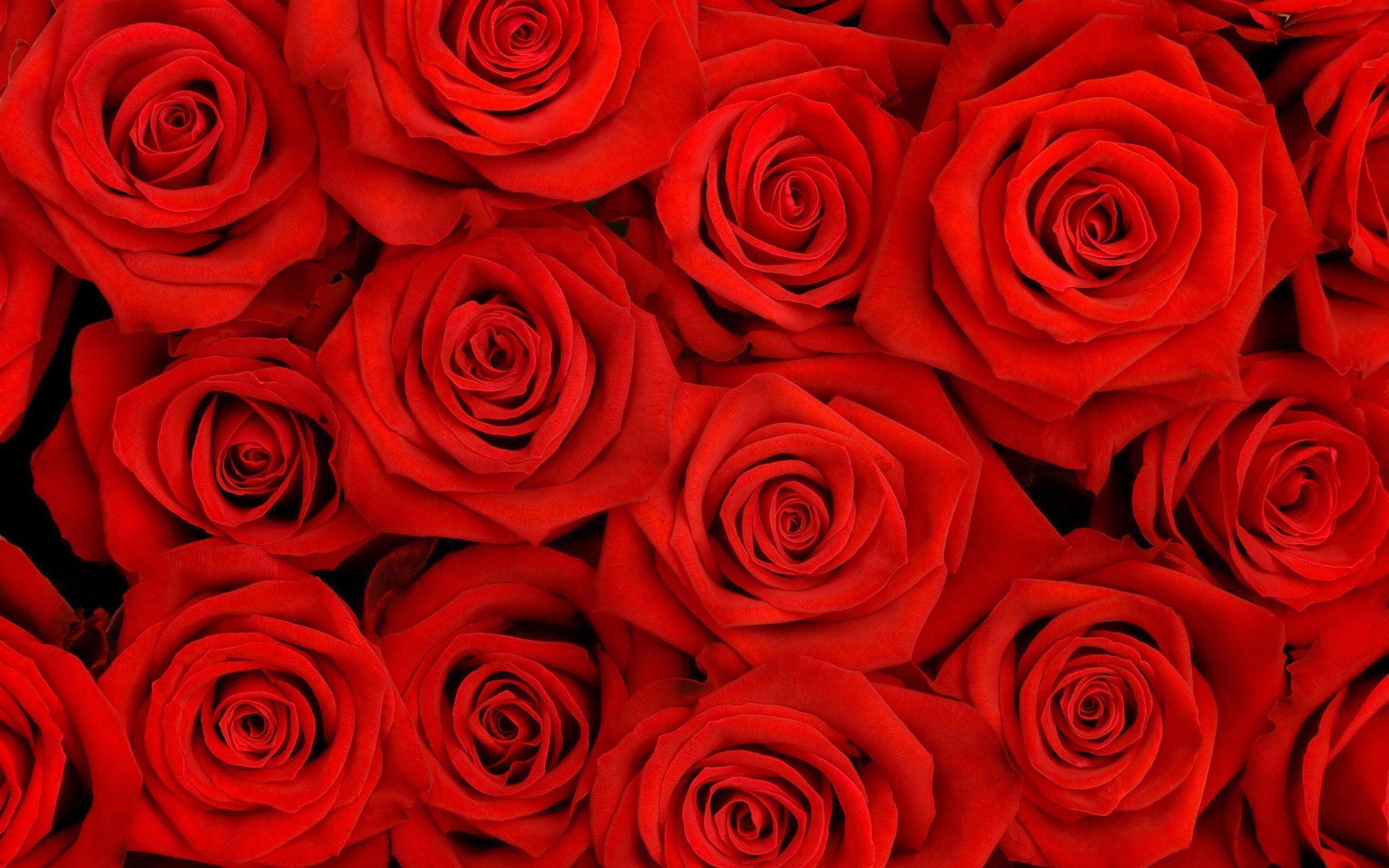 Red Roses Wallpaper Top Background