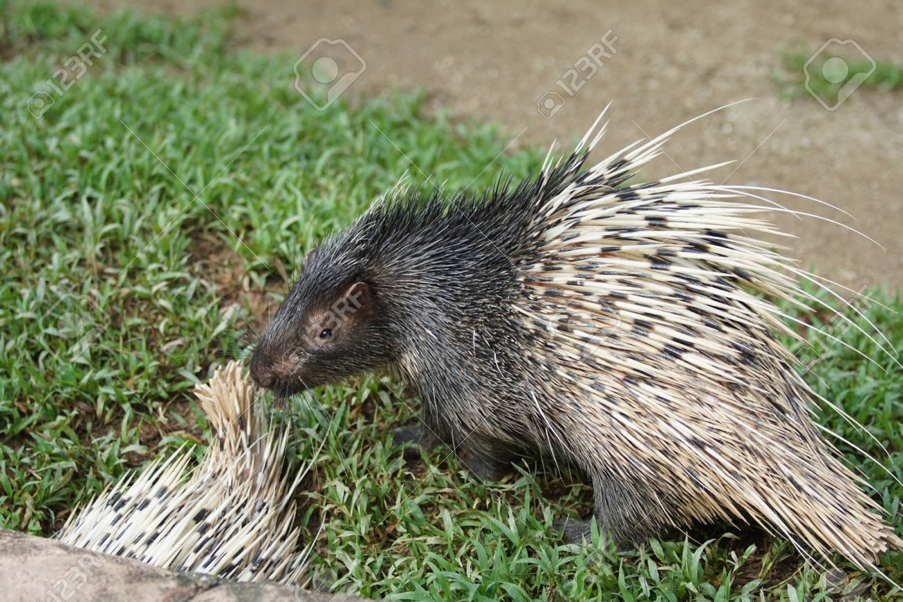 Portrait Of Cute Porcupine The Malayan Porcupine Or Himalayan
