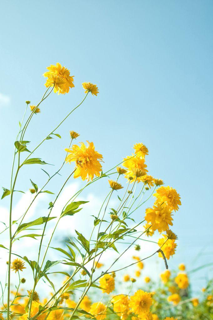 Yellow Flowers Photo Sharing