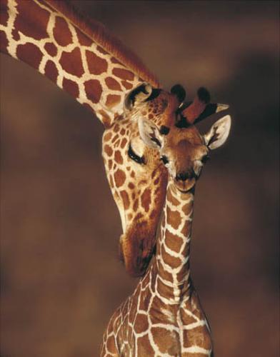 Funny Mom And Baby Giraffe Animal