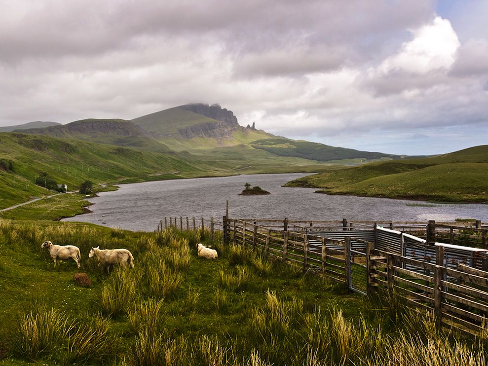Scottish Highlands Photo Animals Wallpaper National Geographic