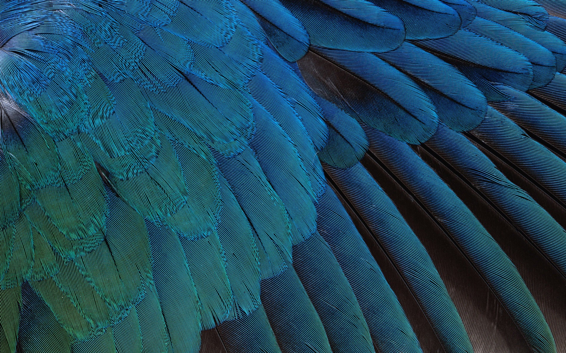 Birds Feathers Wallpaper