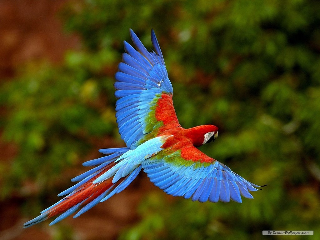 Wallpaper Animal Parrot