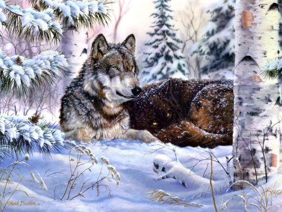 Url Wallpapersa Wolf