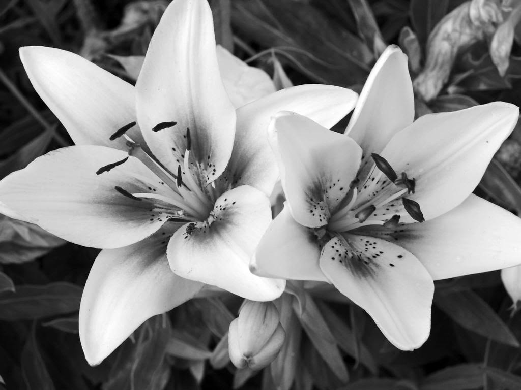 Black And White Flower HD Wallpaper In Flowers Imageci