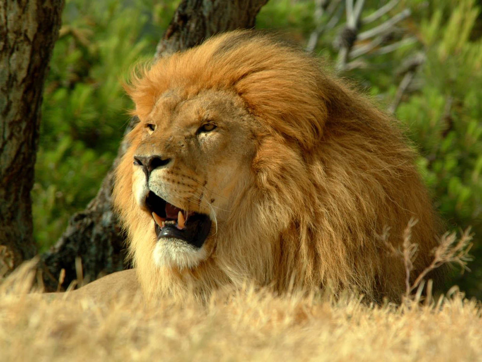 A majestic male lion with a thick golden mane, resting in the savanna