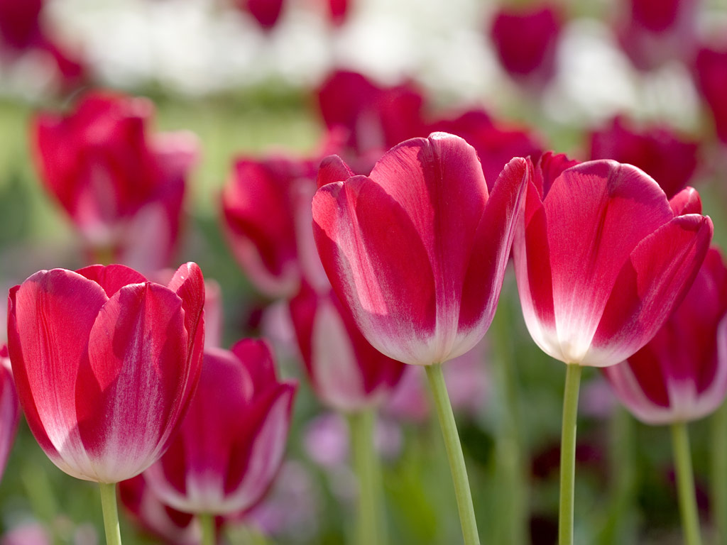 Red Tulips In Spring Wallpaper Nature