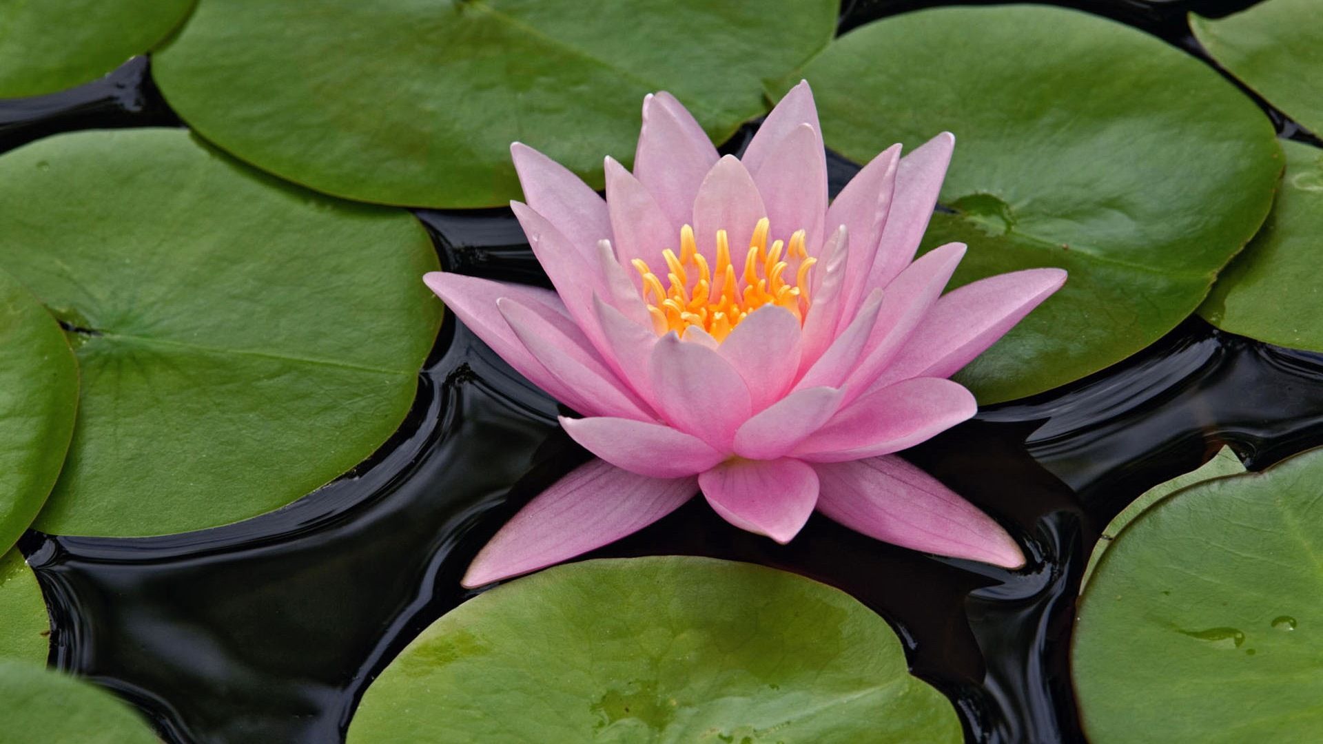 Lotus Flower HD Wallpaper Pictures New