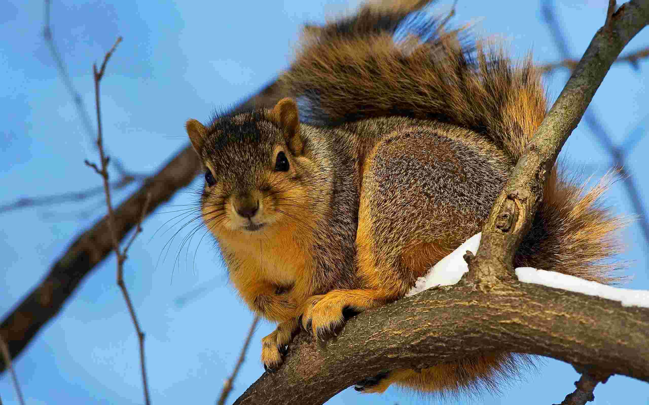 Big squirrel wallpaper   Unsorted   Other   Wallpaper Collection 2560x1600