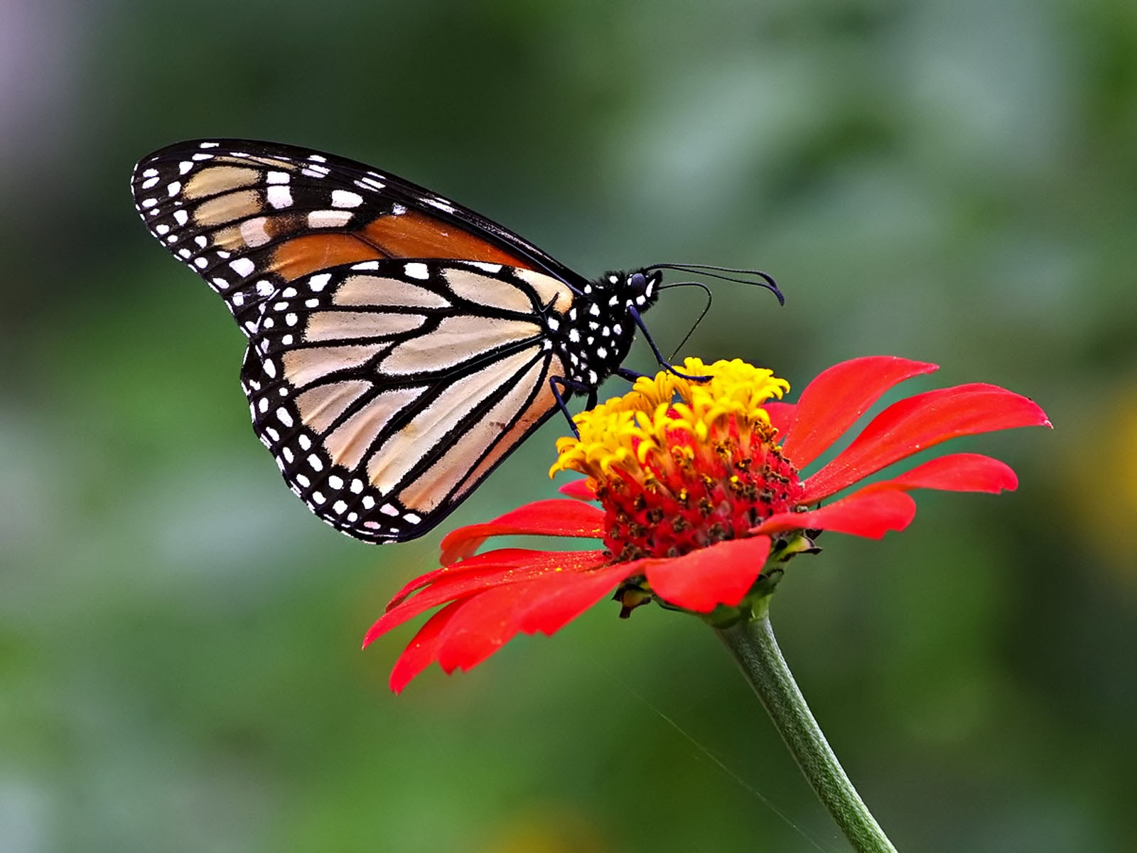 Butterfly Desktop Background Wallpaper