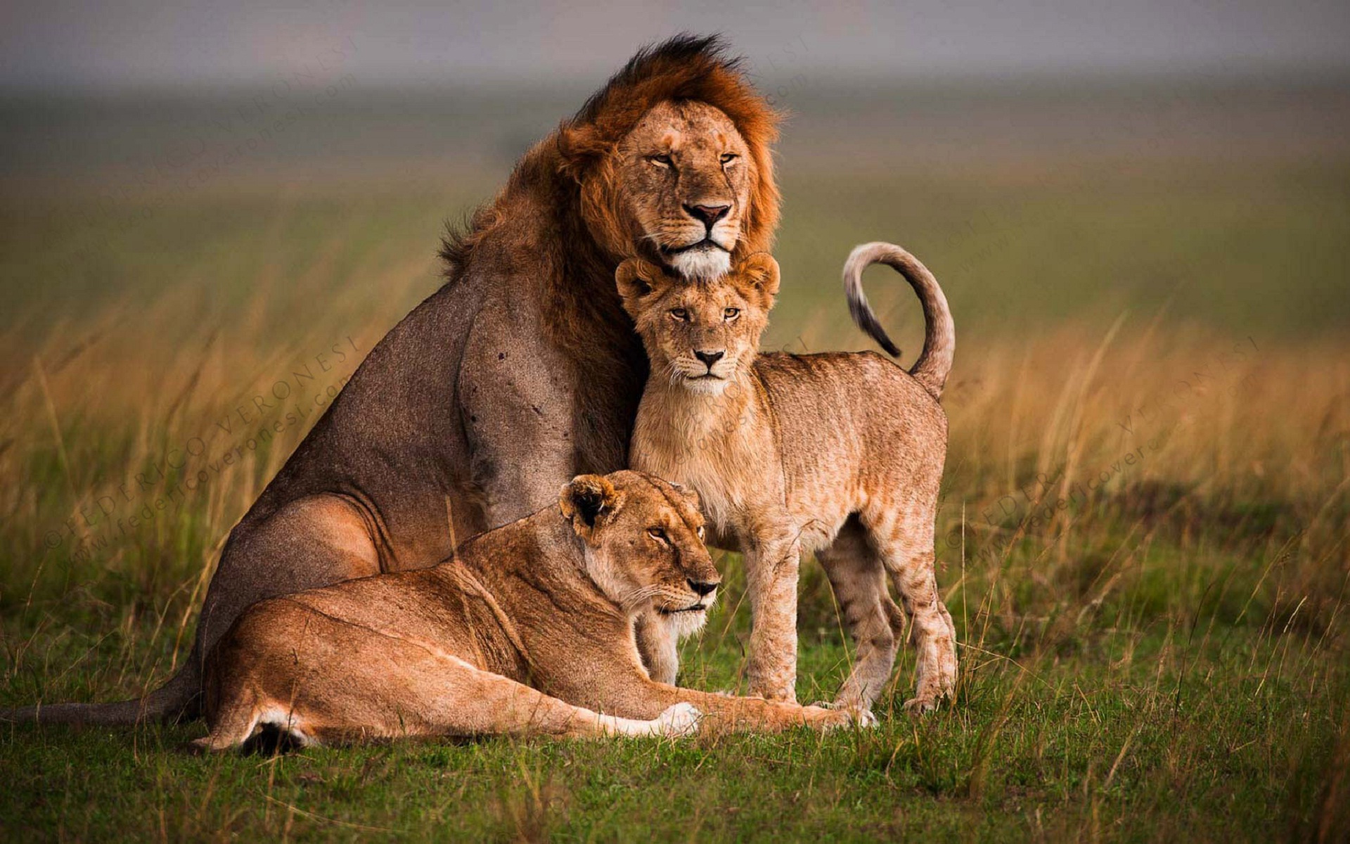 Photo Lion Family Animal Jungle
