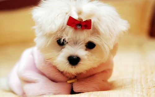 Cute White Puppy Wallpaperup We Heart It