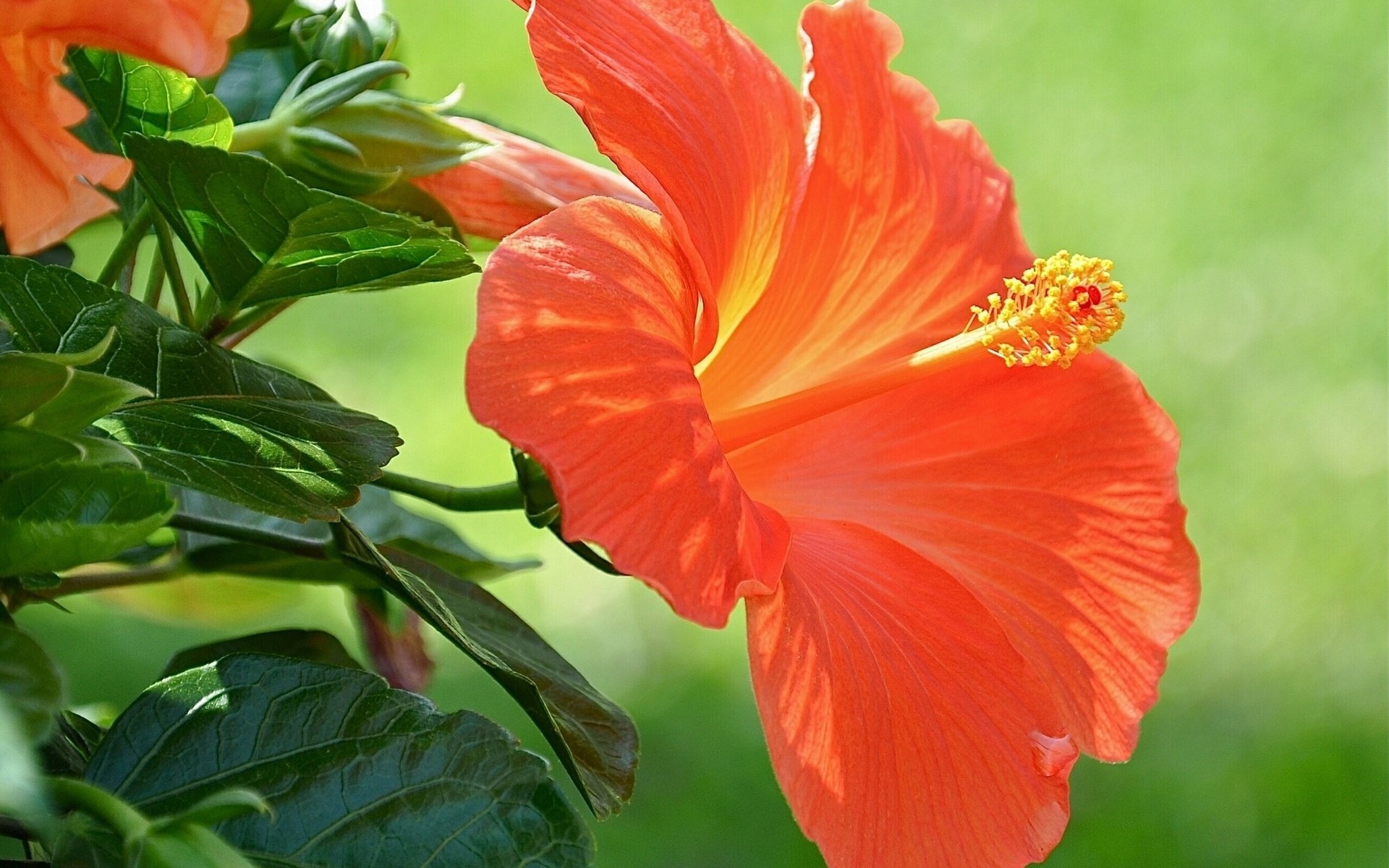 Flowers Hibiscus Wallpaper HD