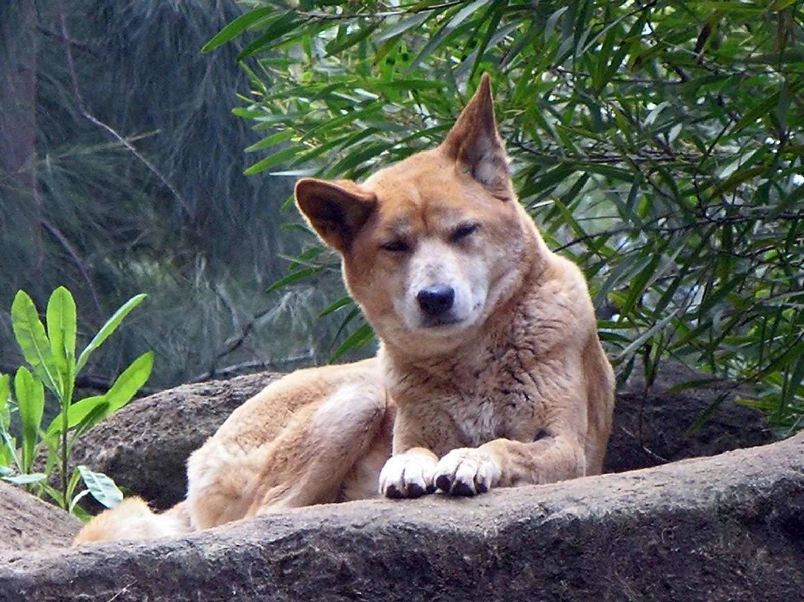 Dingo Wallpaper Pics Fun Animals Wiki Videos