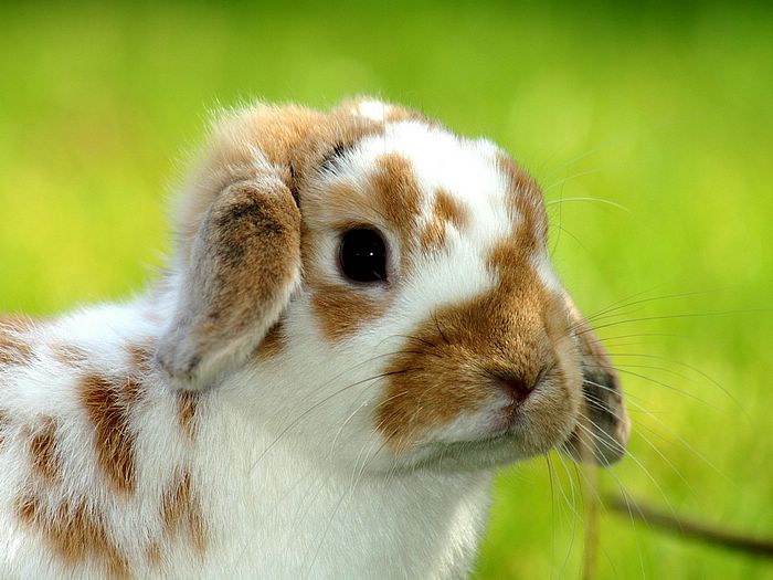 Easter Bunny Pictures Rabbit Wallpaper Desktop