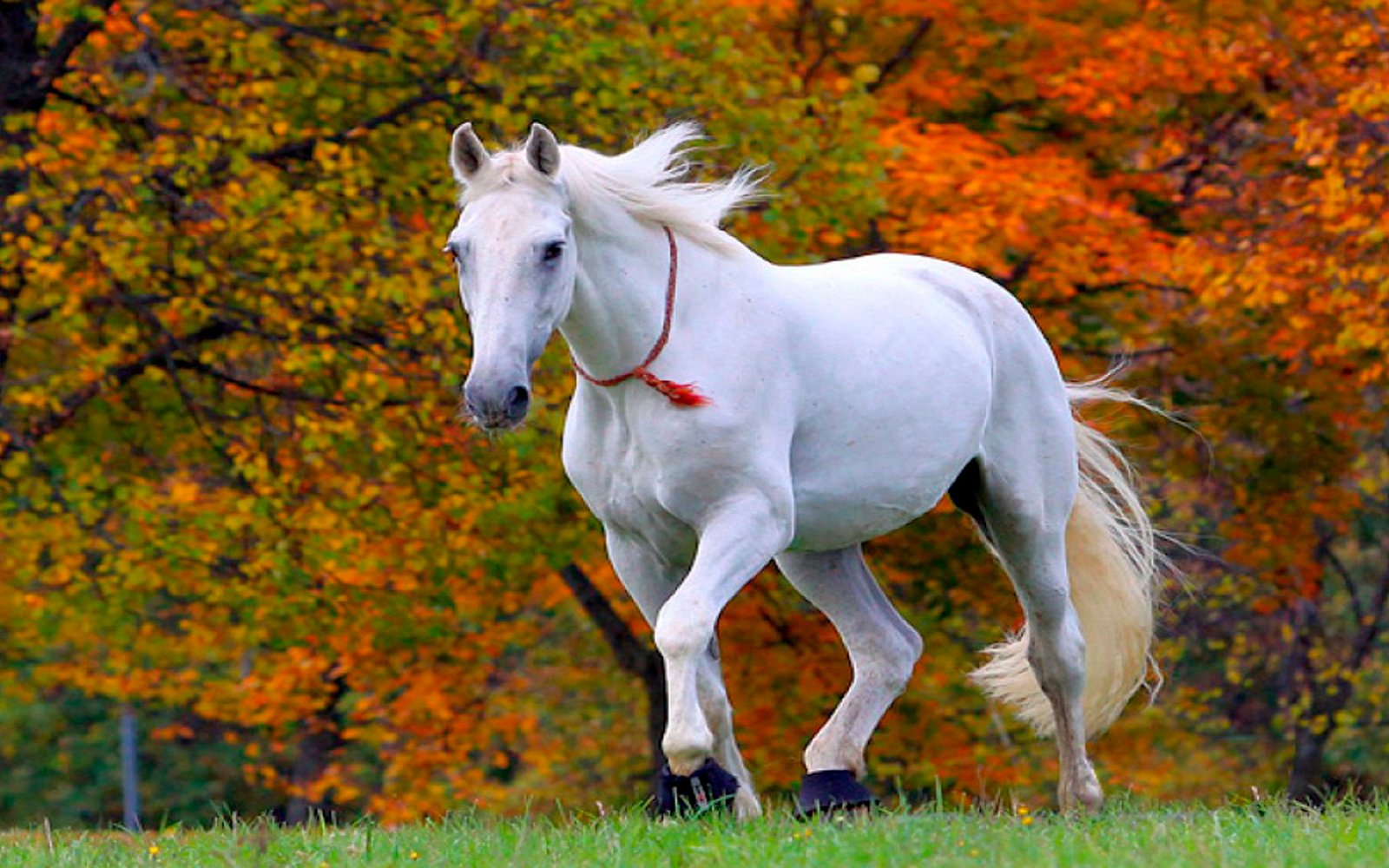 Beautiful White Horse Wallpaper HD