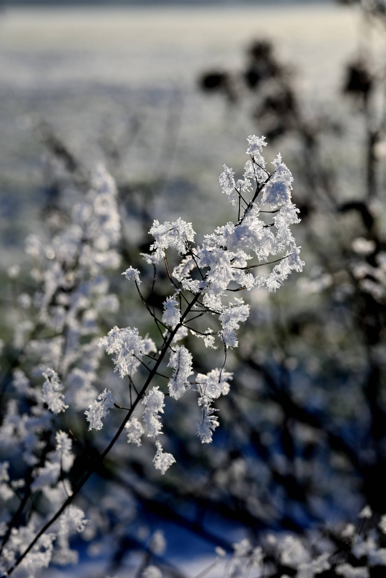 White Flower iPhone Wallpaper