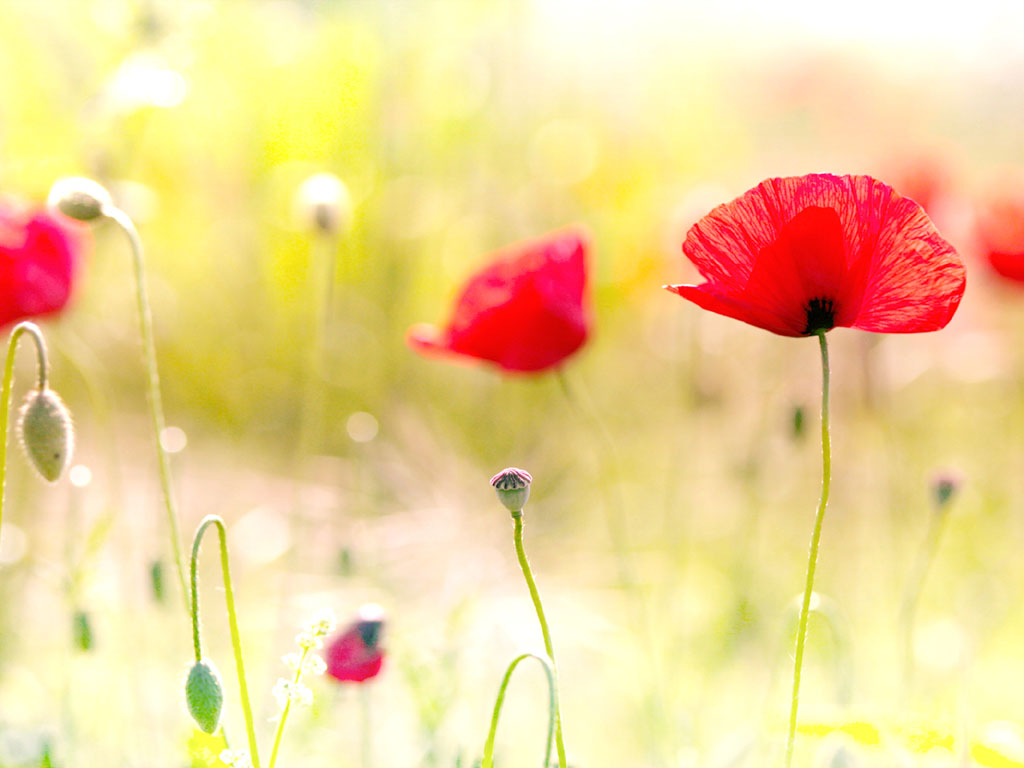 Tag Poppy Flowers Desktop Wallpaper Background Photos Image And