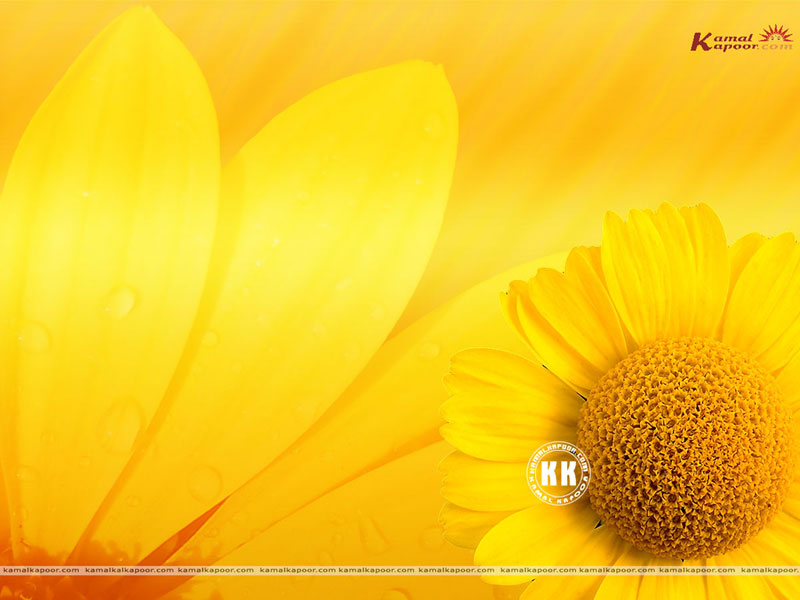 Yellow Wallpaper HD The Analysis