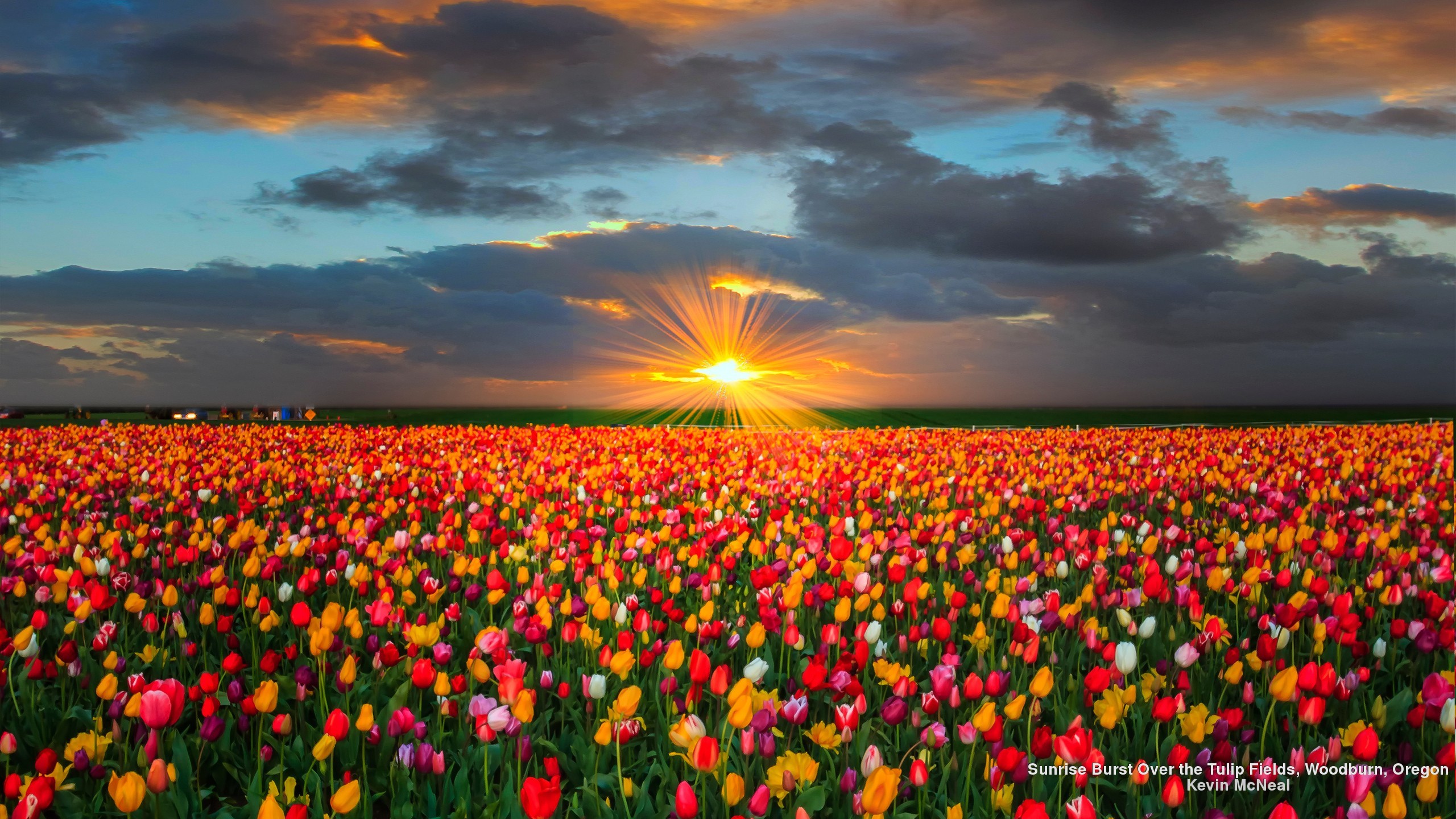 Field Of Flowers Wallpaper