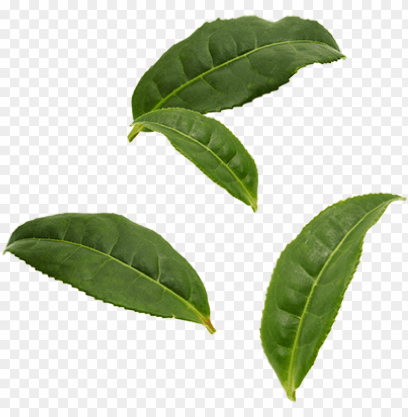 Organic Pu Er Tea Leaves Black Leaf Png Image With