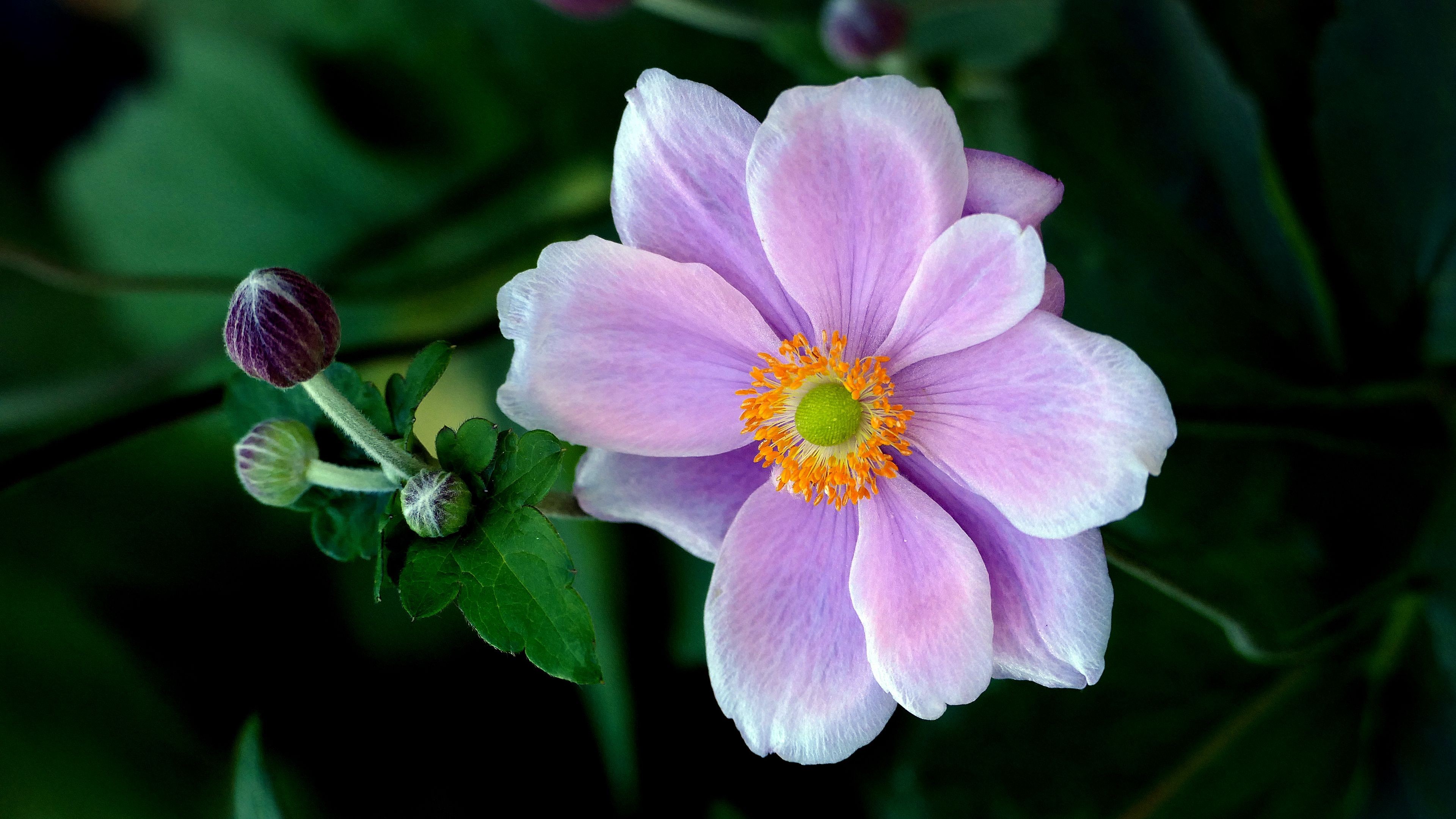 Light Purple Japanese Anemone Flower Petals Green Leaves 4k HD Flowers Wallpaper