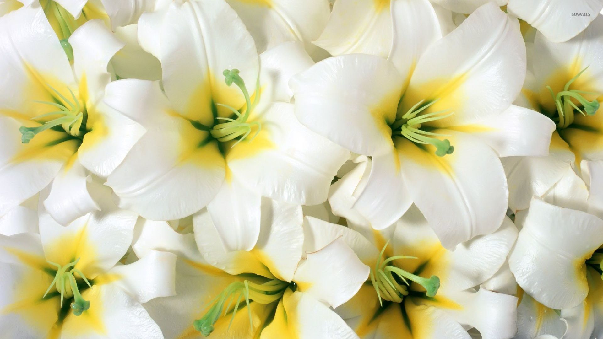 Pure White Lilies Wallpaper