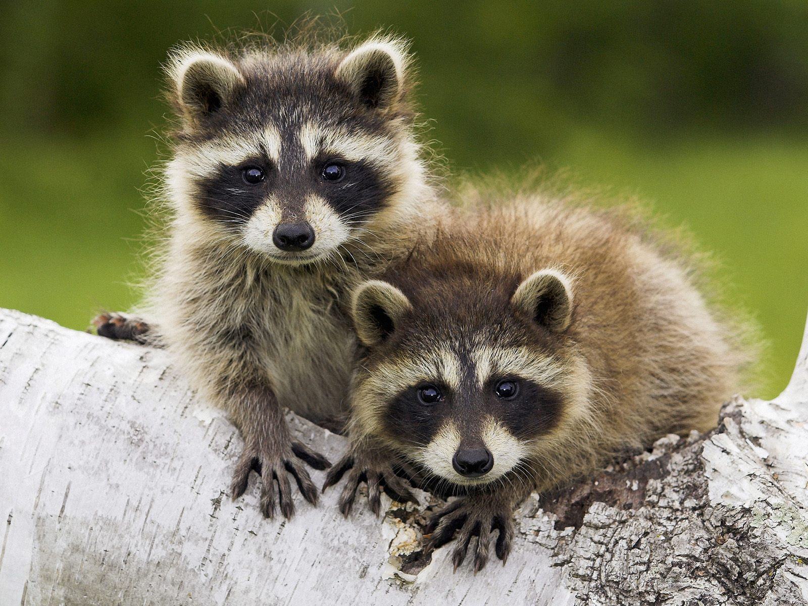 Two adorable baby raccoons peer curiously from a birch tree branch