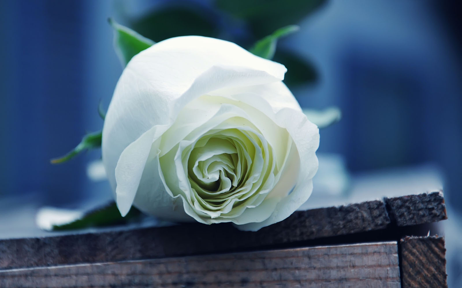 Wallpaper White Rose