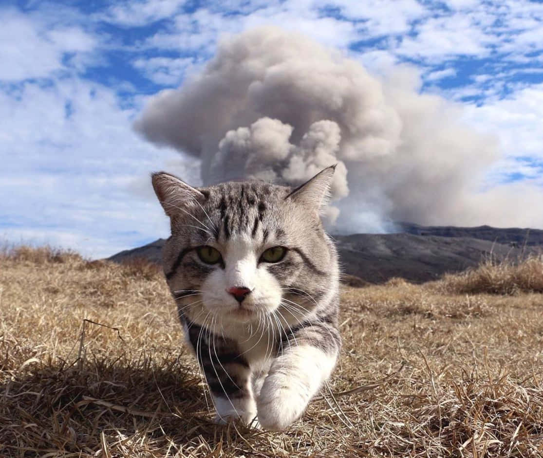 Funny Cat Memes Picture Wallpaper