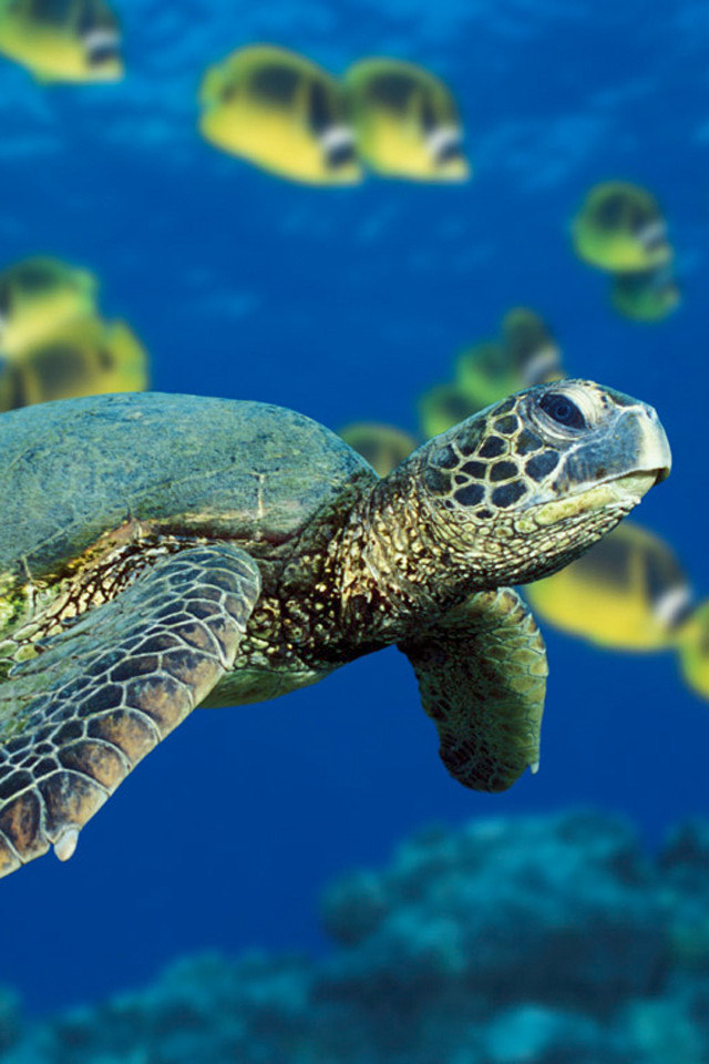 Sea Turtle iPhone Wallpaper Ipod