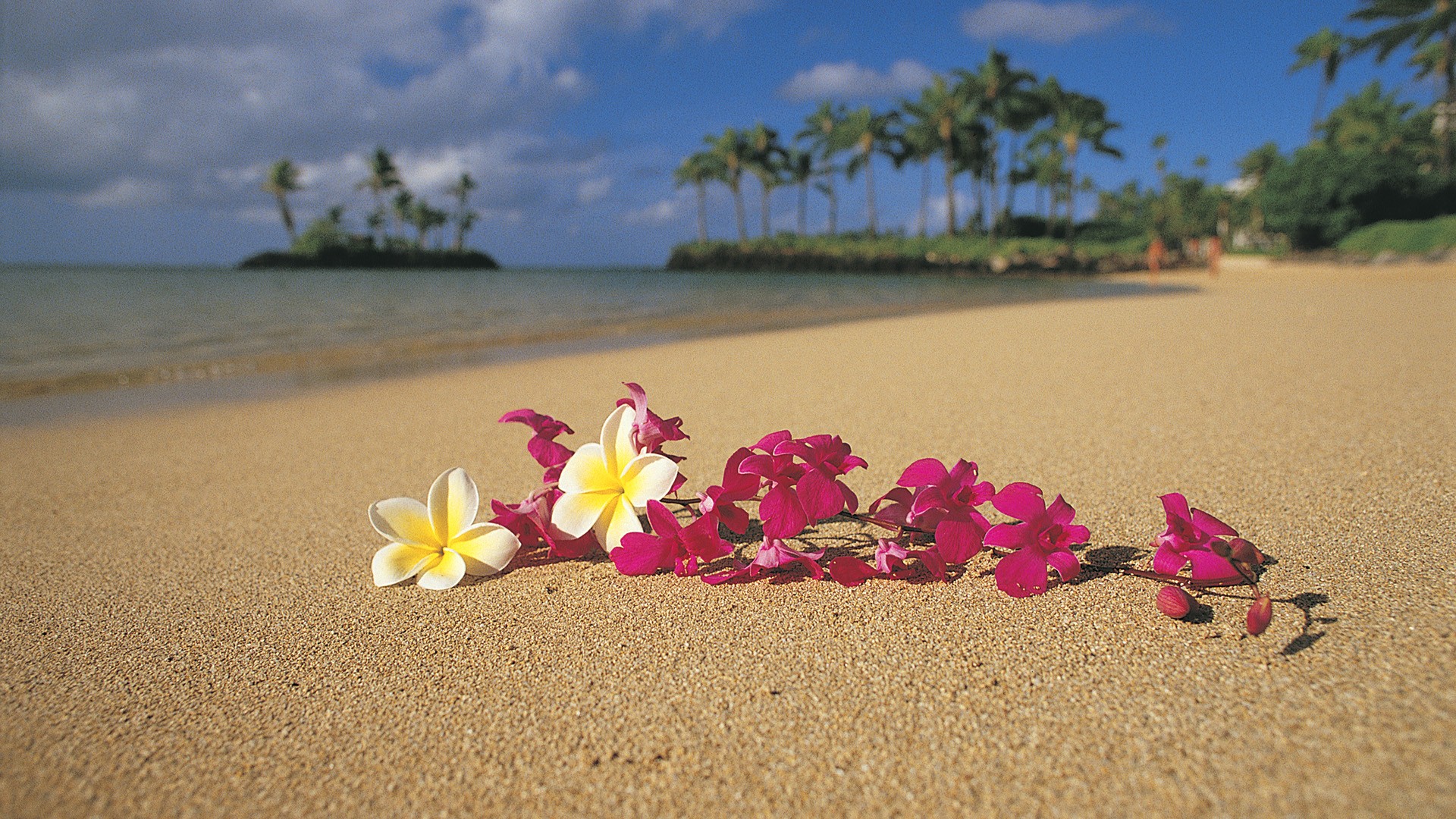 Sand Flowers Hawaii Palm Trees Oahu Pink Plumeria Wallpaper
