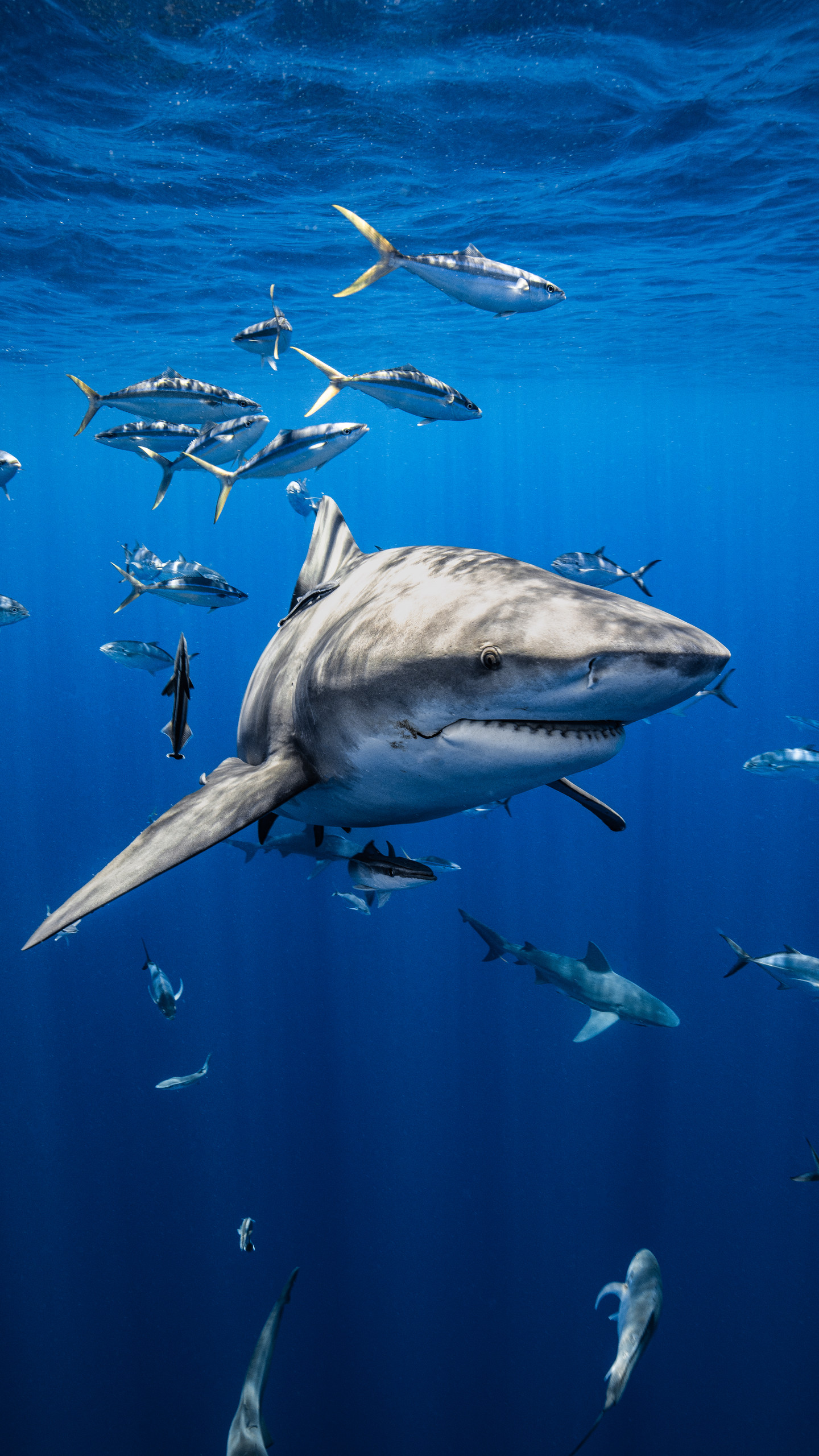 Shark Wallpaper HD iPhone